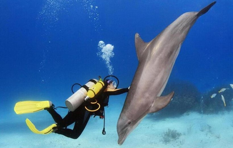 Dolphin House Snorkeling Tour